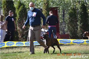 Mascul Boxer pentru monta - imagine 2