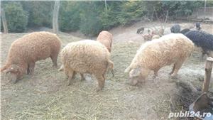 Vand porci Mangalita crescuti semi liberi