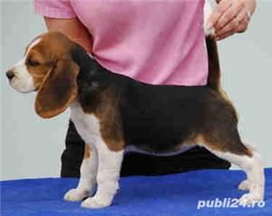 Beagle tricolor,  2 luni,  factura fiscală și garantie 