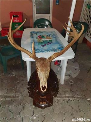 Vand Trofeu Cerb din anul 1935 cel mai mare! 