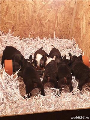 Pui Bulldog Francez de calitate, cu garanție medicală