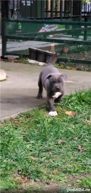 Vand pui amstaff amstaf blue si blue fawn