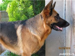 CANADA Doua perechi blugi noi,  marci de prestigiu SUPER RIFLE si CARRERA,Calitate Excelenta, - imagine 9