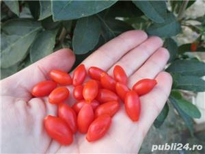 Butasi De Goji Tibetan Big Si Alte Soiuri In Comentariu