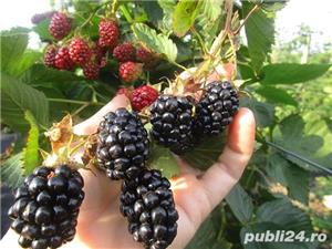 Butasi Mure Navaho Si Alte Soiuri In Comentariu