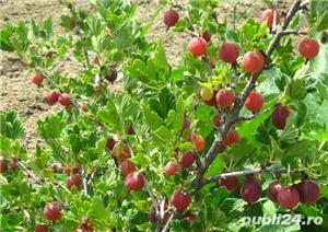 Butasi Agrise Hinnonmaki Rosu Si Alte Soiuri In Comentariu