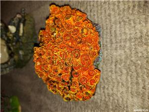 Acvariu de vanzare si accesorii - imagine 2