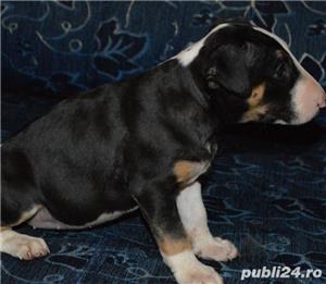 Pui bullterrier bull terrier  - imagine 2 Pui bullterrier bull terrier  - imagine 2