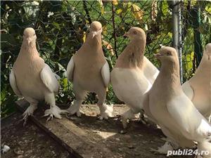 Porumbei Takla mermeri ! - imagine 8