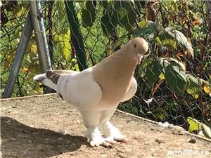 Porumbei Takla mermeri ! - imagine 5