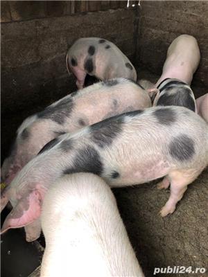 Vand porci de carne si intarcati. - imagine 2