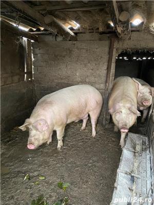 Vand porci de carne si intarcati. - imagine 6