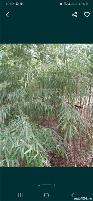 Bambus verde cu radacina aclimatizat diferite dimensiuni - imagine 4