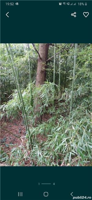 Bambus verde cu radacina aclimatizat diferite dimensiuni - imagine 3