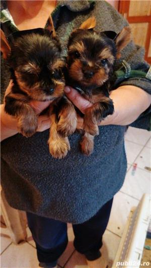 Pui Yorkshire Terrier Toy de calitate, cu garanție medicală - imagine 2
