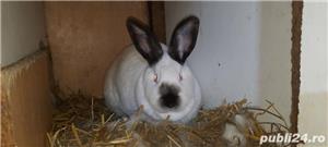 Californian tineret - imagine 3 Californian tineret - imagine 3