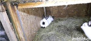 Californian tineret - imagine 7 Californian tineret - imagine 7