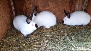 Californian tineret - imagine 9 Californian tineret - imagine 9