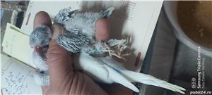 Vand pui perusi  toate culorile ,en gross sau detail. - imagine 5 Vand pui perusi  toate culorile ,en gross sau detail. - imagine 5