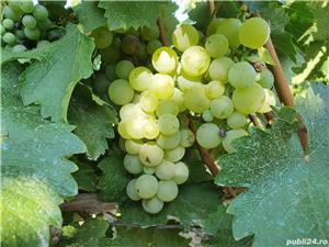 Super oferta de sărbători! - imagine 5