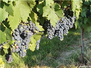 Super oferta de sărbători! - imagine 3