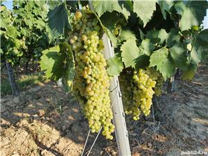 Super oferta de sărbători! - imagine 4