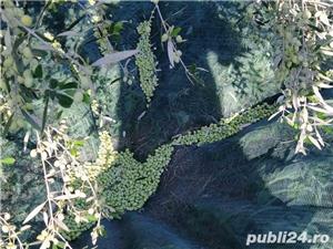 Ulei masline extra virgin brut cu pulpa manastiresc - imagine 3