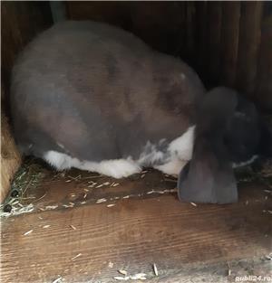 Vand berbec german femele - imagine 2 Vand berbec german femele - imagine 2