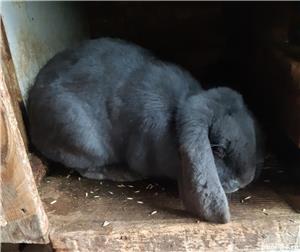 Vand berbec german femele - imagine 5 Vand berbec german femele - imagine 5