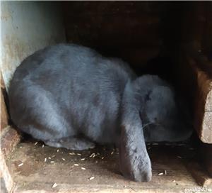 Vand berbec german femele - imagine 6 Vand berbec german femele - imagine 6