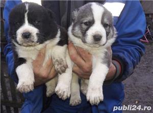 Vând ciobănesc asia centrala alabai  - imagine 5 Vând ciobănesc asia centrala alabai  - imagine 5