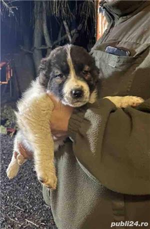 Vând ciobănesc asia centrala alabai  - imagine 6 Vând ciobănesc asia centrala alabai  - imagine 6