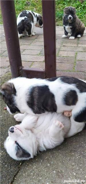 Vând ciobănesc asia centrala alabai  - imagine 2 Vând ciobănesc asia centrala alabai  - imagine 2