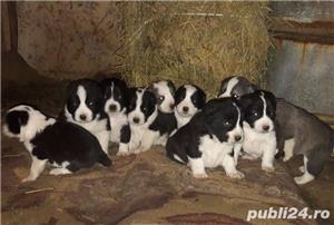 Vând ciobănesc asia centrala alabai  - imagine 3 Vând ciobănesc asia centrala alabai  - imagine 3