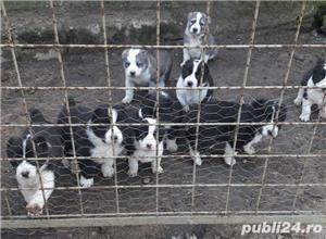 Vând ciobănesc asia centrala alabai  - imagine 4 Vând ciobănesc asia centrala alabai  - imagine 4