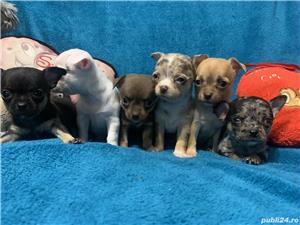 Vand pui de chihuahua  - imagine 6