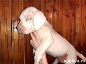 Vand pui de dog german  - imagine 7 Vand pui de dog german  - imagine 7