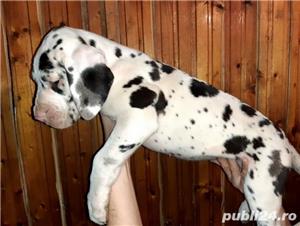 Vand pui de dog german  - imagine 8 Vand pui de dog german  - imagine 8