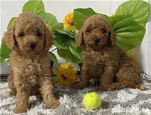 Vand pudel caniche caniș  - imagine 2 Vand pudel caniche caniș  - imagine 2