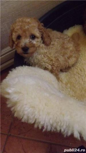 Vand pudel caniche caniș  - imagine 3 Vand pudel caniche caniș  - imagine 3