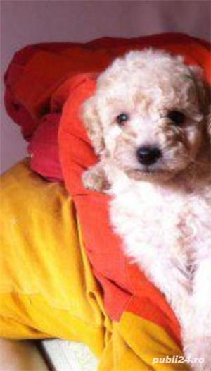 Vand pudel caniche caniș  - imagine 5 Vand pudel caniche caniș  - imagine 5