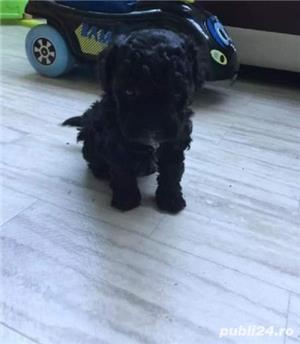 Vand pudel caniche caniș  - imagine 4 Vand pudel caniche caniș  - imagine 4