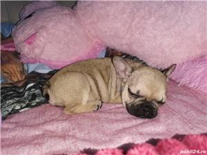 Pui de bulldog buldog francez - imagine 2