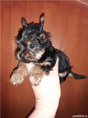 Pui Yorkshire Terrier Toy de calitate, cu garanție medicală - imagine 3