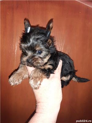 Pui Yorkshire Terrier Toy de calitate, cu garanție medicală - imagine 4