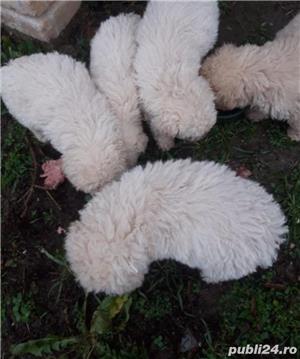 Pui puli puleu ciobanesc unguresc  - imagine 3