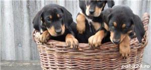 Pui copoi ardelenesc  - imagine 2 Pui copoi ardelenesc  - imagine 2