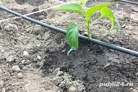 sistem de picurare  - imagine 5