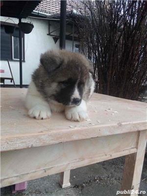 Pui Akita American de calitate, cu garanție medicală - imagine 8