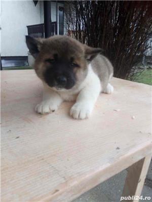 Pui Akita American de calitate, cu garanție medicală - imagine 5